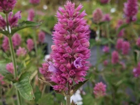 Agastache 'Globetrotter'