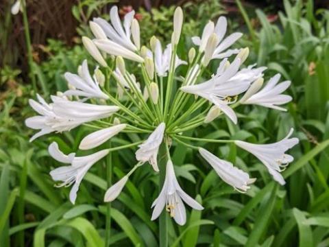 Agapanthus 'Headbourne White'