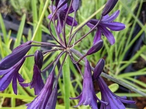 Agapanthus 'Indigo Dreams'