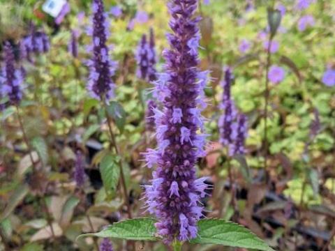 Agastache 'Little Adder' (rugosa)