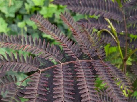 Albizia julibrissin 'Summer Chocolate'