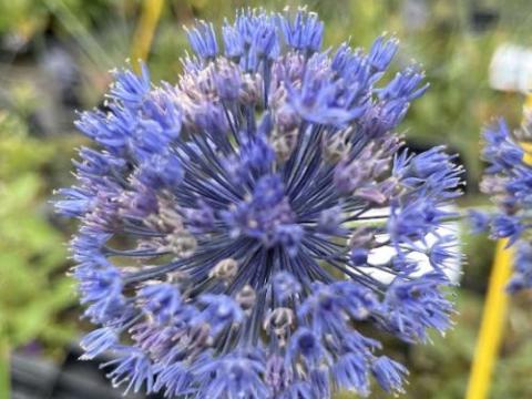 Allium caeruleum