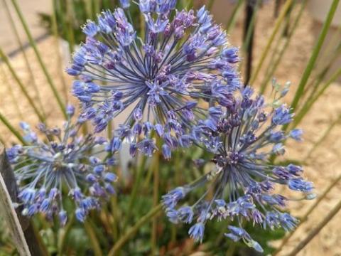 Allium caeruleum