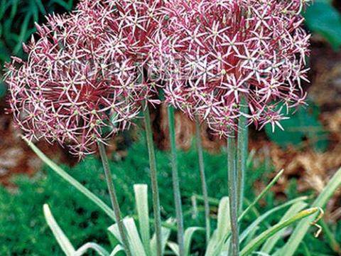 Allium christophii (albopilosum)