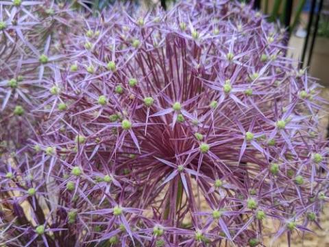 Allium christophii (albopilosum)