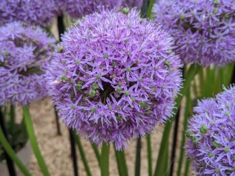 Allium 'Gladiator'