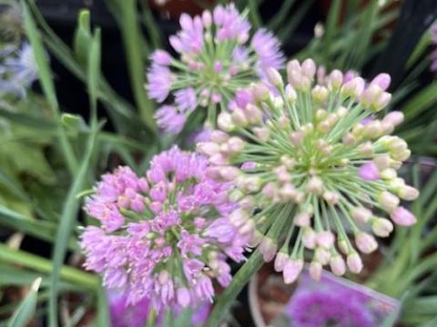 Allium 'Lavendar Bubbles'