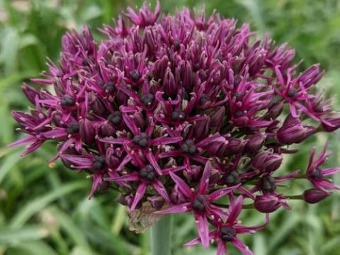 Allium 'Magic'