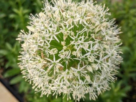 Allium 'Mount Everest'
