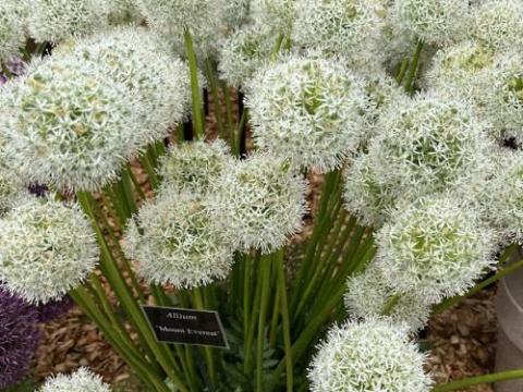 Allium 'Mount Everest'