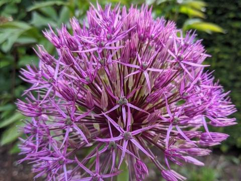 Allium 'Purple Rain'