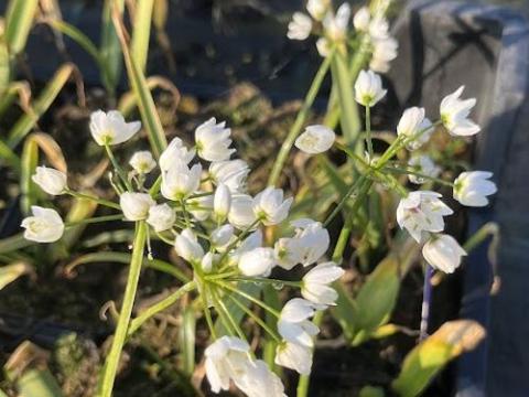 Allium roseum
