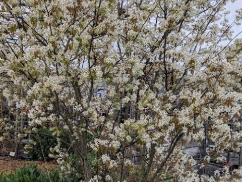 Amelanchier lamarckii MEERSTAMMIG