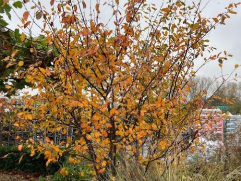 Amelanchier lamarckii