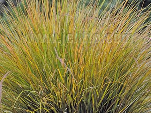 Anemanthele lessoniana 'Sirocco'