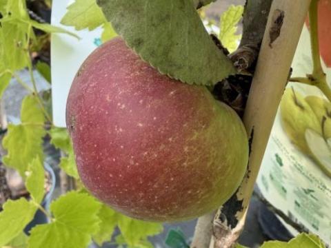 APPEL  zuilvormig  'BALLERINA ® Gold Sensation
