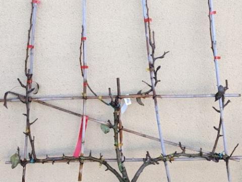 APPEL  leivorm Jonagold