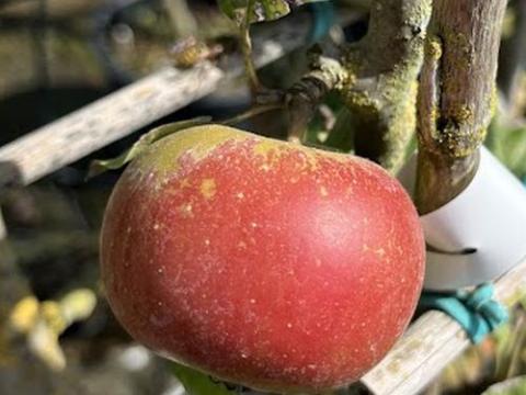 APPEL Reine de Reinettes