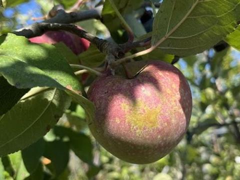 APPEL Reinette Etoilée