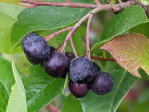 Aronia melanocarpa