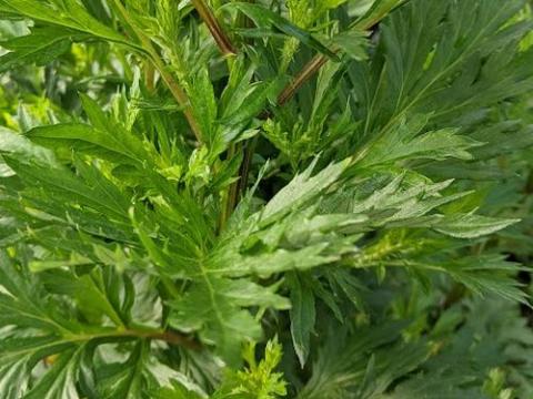 Artemisia vulgaris