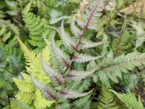 Athyrium niponicum var.pictum (Metallicum)