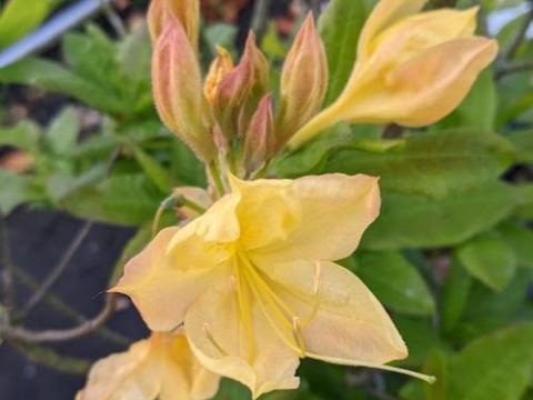 Azalea Knaphill  'Anneke'