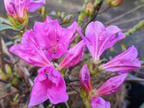 Azalea japonica  'Blaue Donau'
