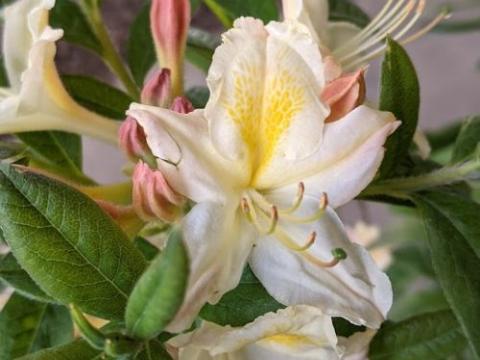 Azalea Knaphill  'Daviesii'