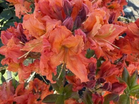 Azalea Knaphill  'Gibraltar'