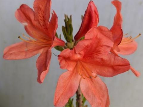 Azalea Knaphill  'Koster's Briljant Red'