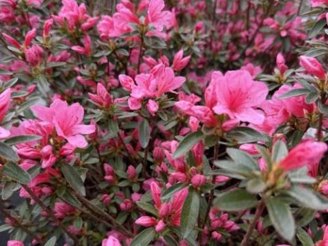 Azalea japonica  'Madame Van Hecke '