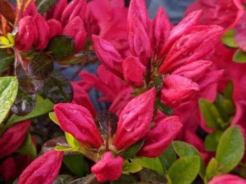 Azalea japonica  'Moederkensdag'