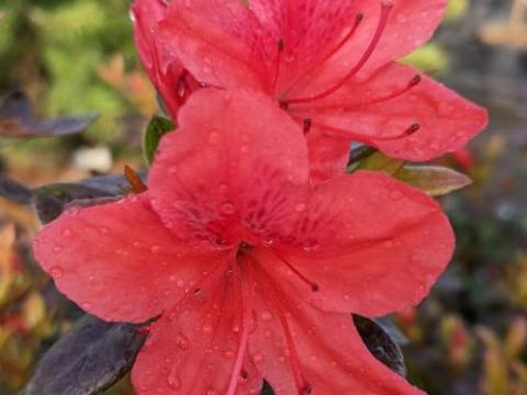 Azalea japonica  'Radja'