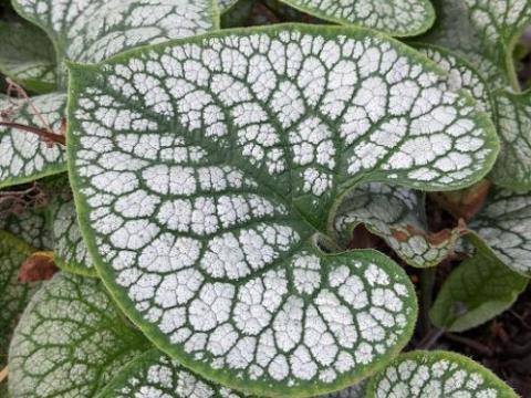 Brunnera macrophylla 'Sea Heart'