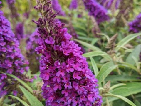 Buddleja dav. 'B.C. Little Purple''