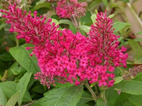 Buddleja dav. 'B.C. Little Ruby''