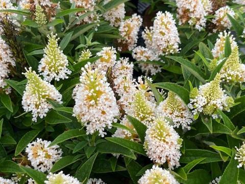 Buddleja dav. 'B.C. Little White''