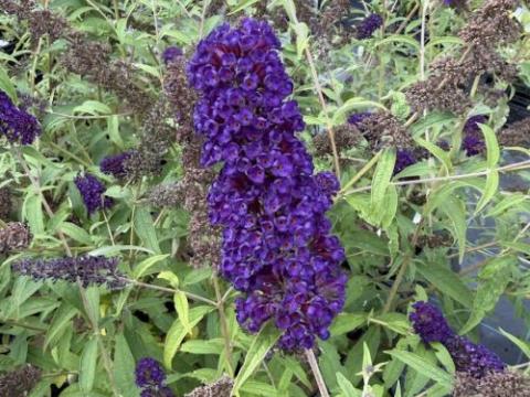 Buddleja dav. 'Black Knight'