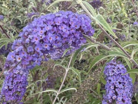 Buddleja dav. 'Nanho Blue'