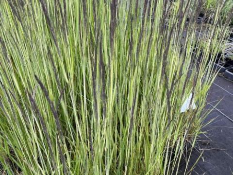 Calamagrostis x acu. 'Avalanche'