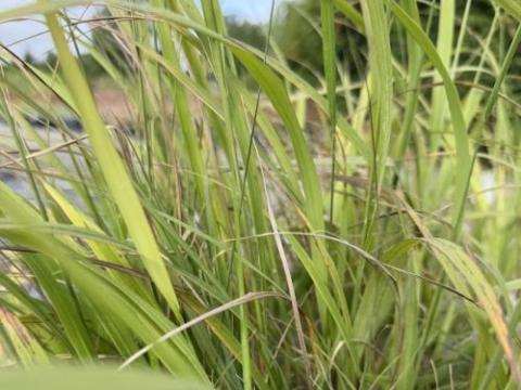 Calamagrostis  brachytricha 'Compact' (Stipa)