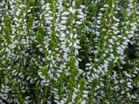 Calluna vulgaris 'Melanie'