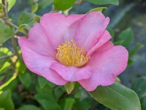 Camellia sasanqua 'Cleopatra'