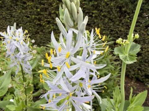 Camassia cusickii