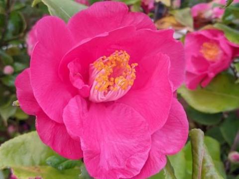 Camellia will. 'Elegant Beauty'