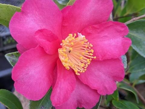 Camellia sasanqua 'Hiryu'