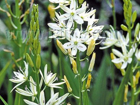 Camassia leichtlinii 'Alba'