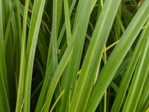 Carex oshimensis 'Evergreen'