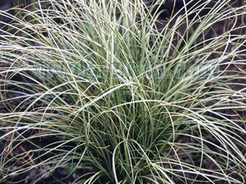 Carex comans 'Frosted Curls'